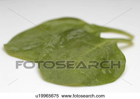 Stock Photography - Two spinach leaves, close-up. Fotosearch
