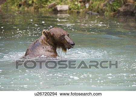 USA, Alaska, Brown Bear swimming in river View Large Photo Image Picture - USA, Alaska, Brown Bear swimming in river. Fotosearch