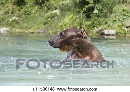 Stock Photo - USA, Alaska, Brown Bear swimming in river. Fotosearch