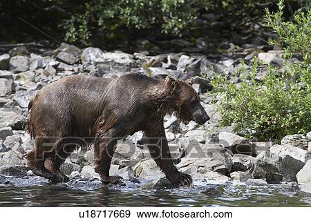 Stock Photo - USA, Alaska, Brown Bear walking by water edge, side view. Fotosearch