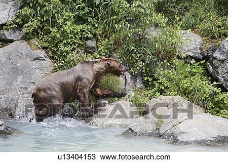 USA, Alaska, Brown Bear with salmon in mouth by water edge View Large Photo Image Stock Image - USA, Alaska, Brown Bear with salmon in mouth by water edge. Fotosearch