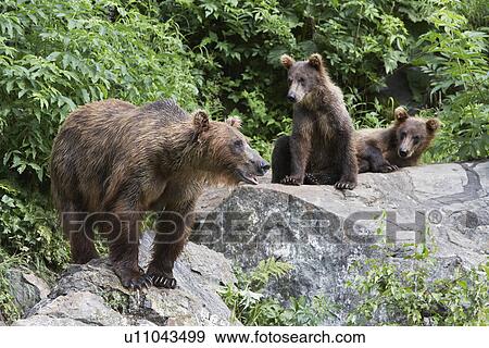 USA, Alaska, three Brown Bears on rocks View Large Photo Image Stock Photo - USA, Alaska, three Brown Bears on rocks. Fotosearch