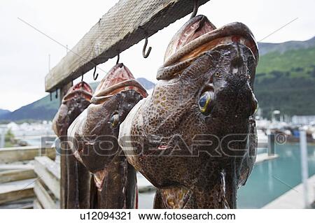 USA, Alaska, three dead Ling Cods hanging on hooks, close up View Large Photo Image Stock Image - USA, Alaska, three dead Ling Cods hanging on hooks, close up. Fotosearch