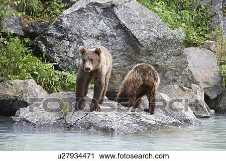 Stock Image - USA, Alaska, two Brown Bears beside river. Fotosearch
