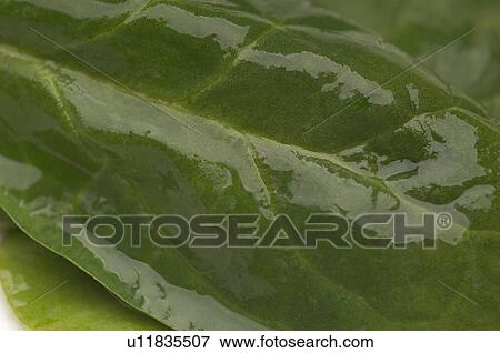 Stock Photo - Wet spinach leaf, close-up. Fotosearch
