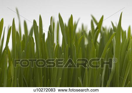 Wheatgrass, close-up View Large Photo Image Stock Image - Wheatgrass, close-up. Fotosearch