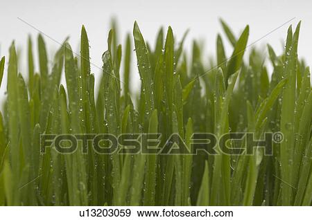 Wheatgrass, close-up View Large Photo Image Stock Photo - Wheatgrass, close-up. Fotosearch