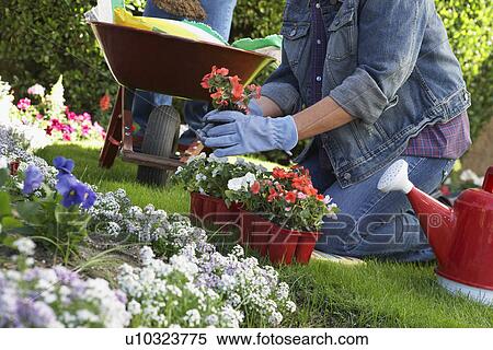 Woman planting flowers in garden, low section View Large Photo Image Stock Photography - Woman planting flowers in garden, low section. Fotosearch