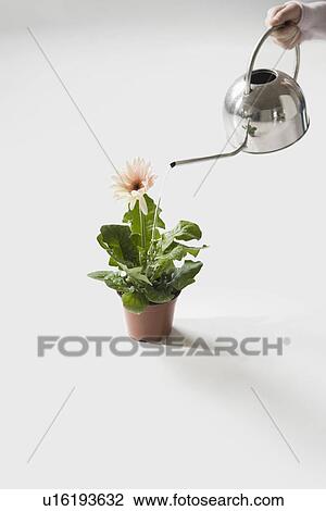 Woman watering potted flower, close-up View Large Photo Image Stock Image - Woman watering potted flower, close-up. Fotosearch