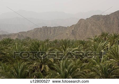 Bidyah, UAE, View from watchtower of area surrounding Al Bidyah Mosque built in 1446 View Large Photo Image Stock Photo - Bidyah, UAE, View from watchtower of area surrounding Al Bidyah Mosque built in 1446. Fotosearch