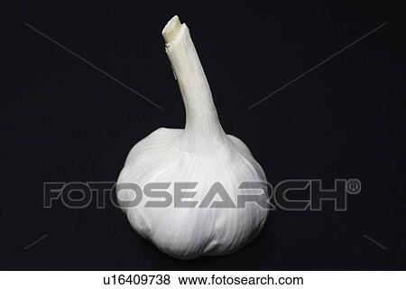 Bulb of garlic View Large Photo Image Stock Photo - Bulb of garlic. Fotosearch