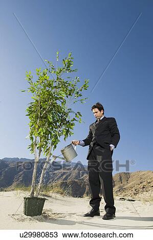 Businessman Watering Tree in the Desert View Large Photo Image Stock Image - Businessman Watering Tree in the Desert. Fotosearch