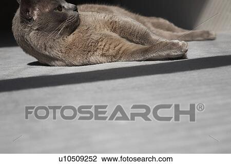 Stock Image - Cat Laying on Floor in Sunshine. Fotosearch