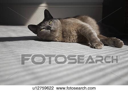 Stock Image - Cat Laying on Floor in Sunshine. Fotosearch