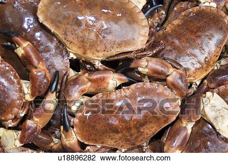 Stock Image - Close-up of fresh Dungeness crabs. Fotosearch