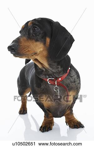 Dachshund Wearing Red Collar View Large Photo Image Stock Image - Dachshund Wearing Red Collar. Fotosearch
