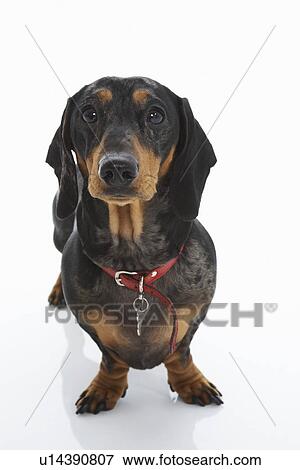 Stock Photo - Dachshund Wearing Red Collar. Fotosearch