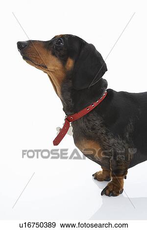 Stock Photo - Dachshund Wearing Red Collar. Fotosearch
