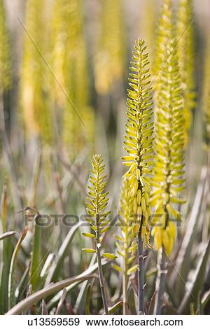 Stock Photo - Dubai, UAE, Colourful yellow flowers in gardens at Creekside Park in Bur Dubai. Fotosearch