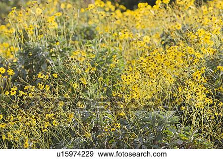 Stock Photo - Dubai, UAE, Colourful yellow flowers in gardens at Creekside Park in Bur Dubai. Fotosearch
