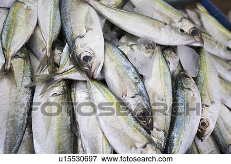 Dubai, UAE, Fresh fish for sale at Shindagha Market in Bur Dubai View Large Photo Image Stock Photo - Dubai, UAE, Fresh fish for sale at Shindagha Market in Bur Dubai. Fotosearch
