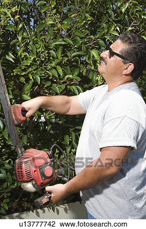 Man cutting garden hedge View Large Photo Image Stock Image - Man cutting garden hedge. Fotosearch