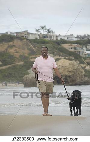 Mature man exercising dog on beach View Large Photo Image Stock Image - Mature man exercising dog on beach. Fotosearch