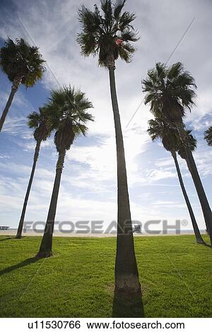 Stock Photograph - Palm trees, California. Fotosearch