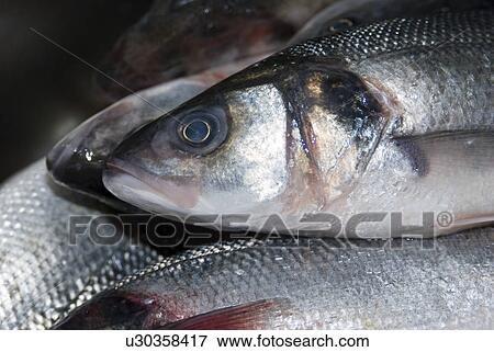 Pile of fresh fish, close-up View Large Photo Image Stock Photo - Pile of fresh fish, close-up. Fotosearch