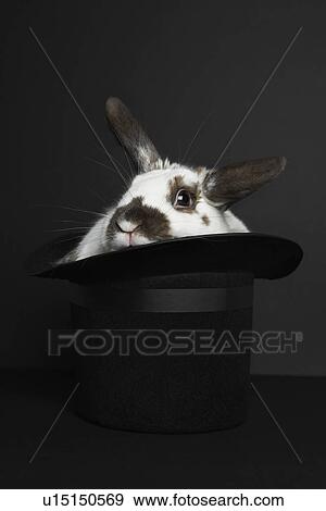 Stock Photo - Rabbit in top hat, studio shot. Fotosearch