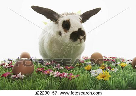 Stock Photo - Rabbit with bows on Easter meadow. Fotosearch