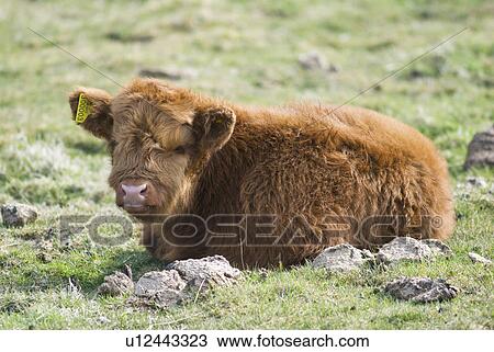 Scottish Highland breed calf on pasture View Large Photo Image Stock Image - Scottish Highland breed calf on pasture. Fotosearch