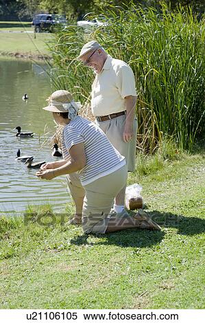 Stock Photography - Senior couple feeding ducks. Fotosearch