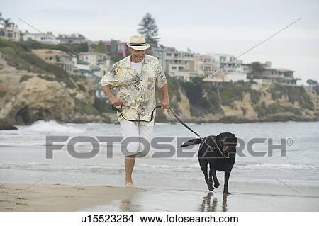 Senior man exercising dog on beach View Large Photo Image Picture - Senior man exercising dog on beach. Fotosearch