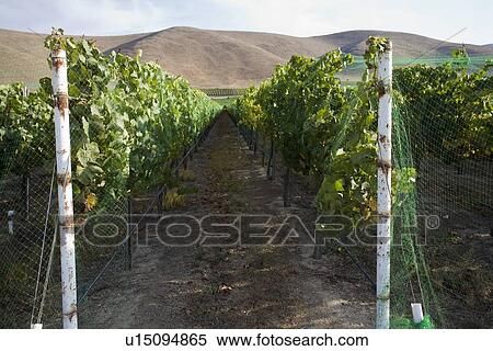 Vineyard in Santa Maria, California View Large Photo Image Stock Photography - Vineyard in Santa Maria, California. Fotosearch