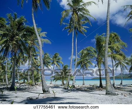 Stock Image - Beach of Bora Bora Island, Tahiti. Fotosearch