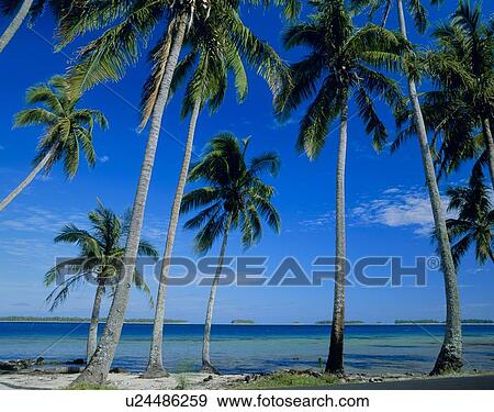Stock Photo - Beach of Bora Bora Island, Tahiti. Fotosearch