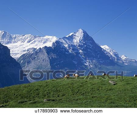 Stock Image - Eiger, Grindelwald, Bern, Switzerland. Fotosearch