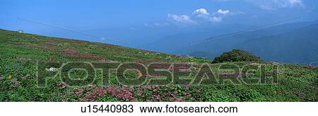 Filipendula Multijuga, Maibara, Shiga, Japan View Large Photo Image Stock Image - Filipendula Multijuga, Maibara, Shiga, Japan. Fotosearch
