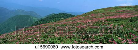 Filipendula Multijuga, Maibara, Shiga, Japan View Large Photo Image Stock Image - Filipendula Multijuga, Maibara, Shiga, Japan. Fotosearch