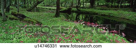 Japanese Primrose, Sentegahama, Nikko, Tochigi, Japan View Large Photo Image Stock Image - Japanese Primrose, Sentegahama, Nikko, Tochigi, Japan. Fotosearch