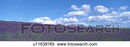 Stock Photography - Kamifurano, Sorachi, Hokkaido, Japan. Fotosearch