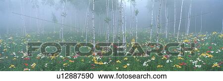 Lily Garden, Fujimi Highland, Fujimi, Suwa, Nagano, Japan View Large Photo Image Stock Image - Lily Garden, Fujimi Highland, Fujimi, Suwa, Nagano, Japan. Fotosearch
