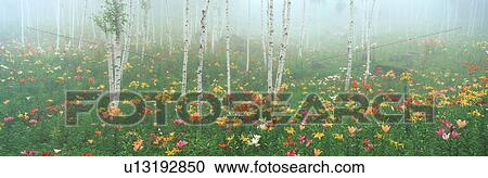 Lily Garden, Fujimi Highland, Fujimi, Suwa, Nagano, Japan View Large Photo Image Stock Image - Lily Garden, Fujimi Highland, Fujimi, Suwa, Nagano, Japan. Fotosearch