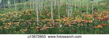 Stock Image - Lily Garden, Fujimi Highland, Fujimi, Suwa, Nagano, Japan. Fotosearch