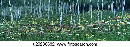 Lily Garden, Fujimi Highland, Fujimi, Suwa, Nagano, Japan View Large Photo Image Stock Image - Lily Garden, Fujimi Highland, Fujimi, Suwa, Nagano, Japan. Fotosearch