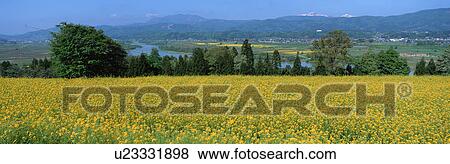 Rape Blossoms, Iiyama, Nagano, Japan View Large Photo Image Stock Photo - Rape Blossoms, Iiyama, Nagano, Japan. Fotosearch