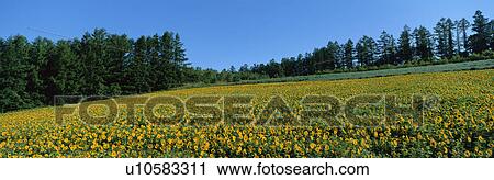 Sanai, Biei, Kamikawa, Hokkaido, Japan View Large Photo Image Stock Image - Sanai, Biei, Kamikawa, Hokkaido, Japan. Fotosearch