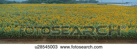Stock Image - Sunflower, Akeno, Hokuto, Yamanashi, Japan. Fotosearch