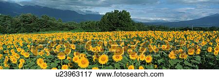 Stock Photo - Sunflower, Akeno, Hokuto, Yamanashi, Japan. Fotosearch